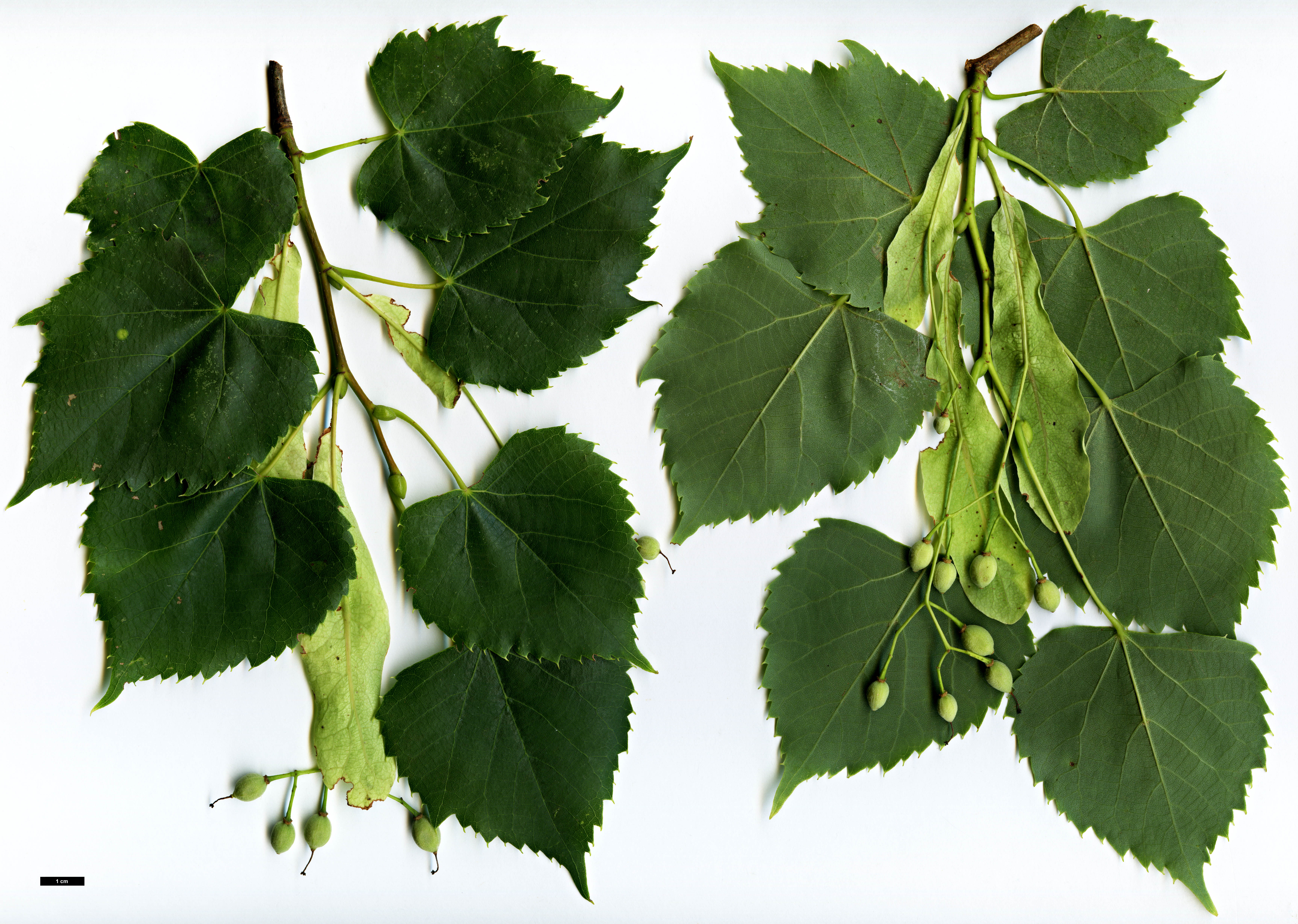 High resolution image: Family: Malvaceae - Genus: Tilia - Taxon: mongolica × T.oliveri 